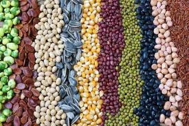 agricultural seeds